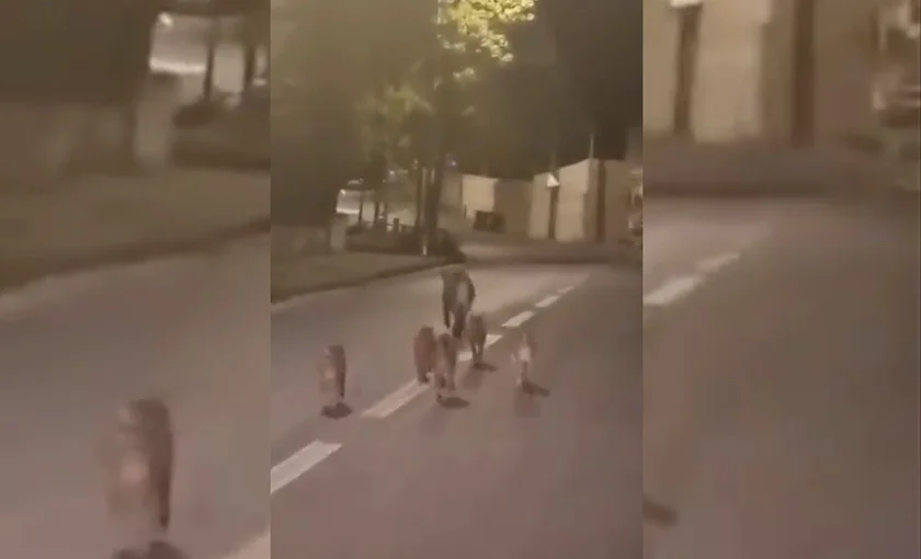 [Vidéo] Des sangliers en balade dans Marseille