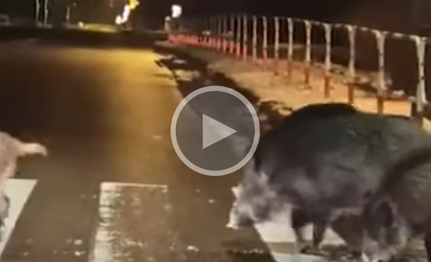 [Vidéo] Une compagnie de sangliers très à cheval sur le code de la route