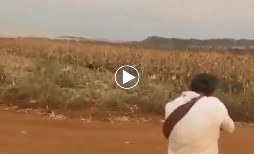 [Vidéo] Nez à nez avec un sanglier, son coup ne part pas 3 fois de suite