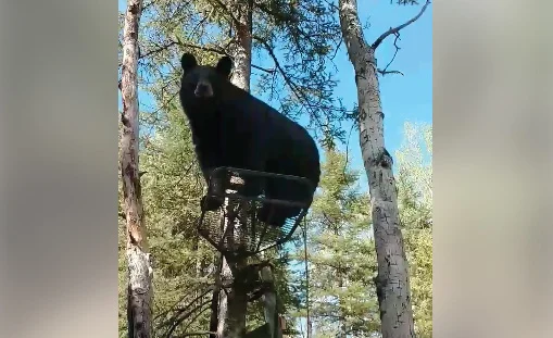Vidéo : un ours prend sa place sur son treestand