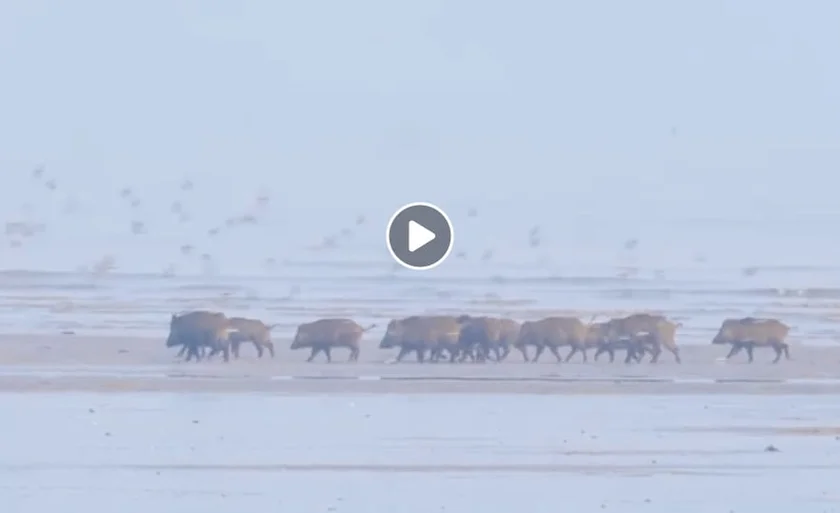 [Vidéo] des sangliers en baie du Mont-Saint-Michel