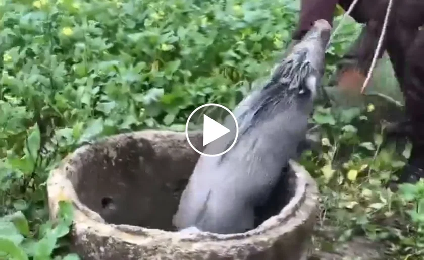 [Vidéo] Un sanglier sauvé par des chasseurs
