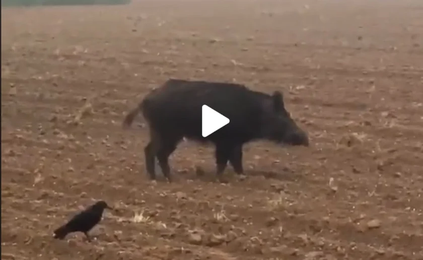 [Vidéo] Quand un sanglier vient te rendre visite à la chasse aux corbeaux
