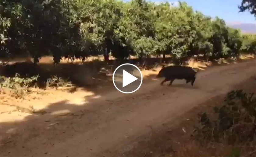 [Vidéo] Un quintuplé de sangliers ?