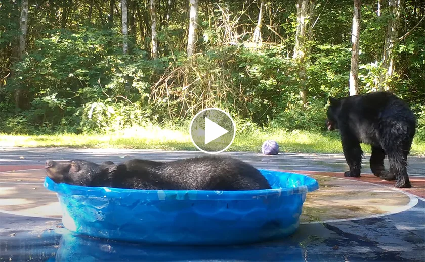 [Vidéo] 2 ours squattent une piscine