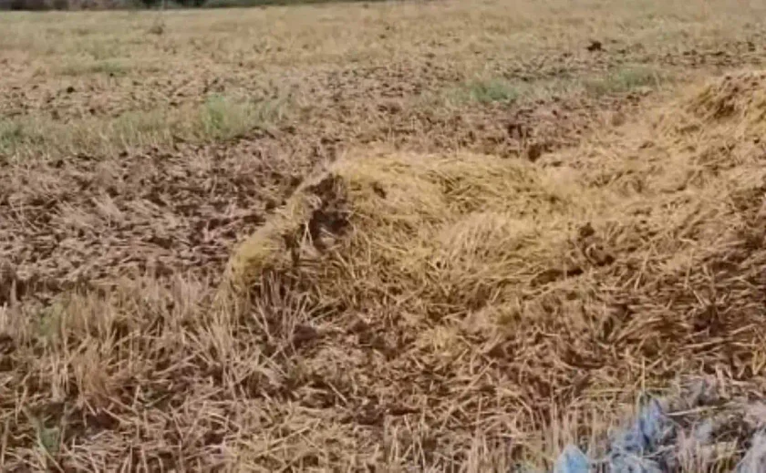 [Vidéo] Un sanglier très bien caché !