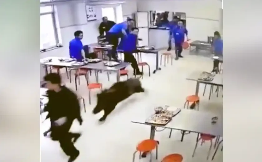 [Vidéo] Compilation : top des sangliers les plus enragés du web