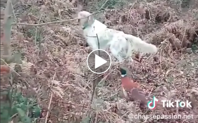 [Vidéo] Un faisan vient surprendre par derrière un setter à l’arrêt