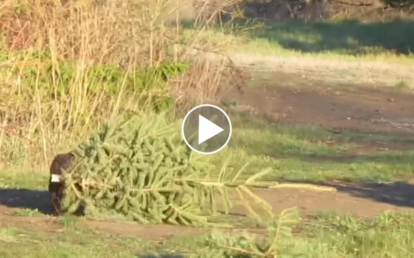 [Vidéo] Un castor coupe son propre sapin de Noël !