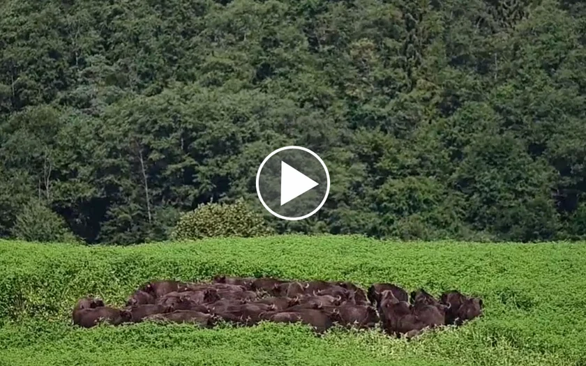 [Vidéo] L’étonnante mécanique de défense des bisons face aux prédateurs
