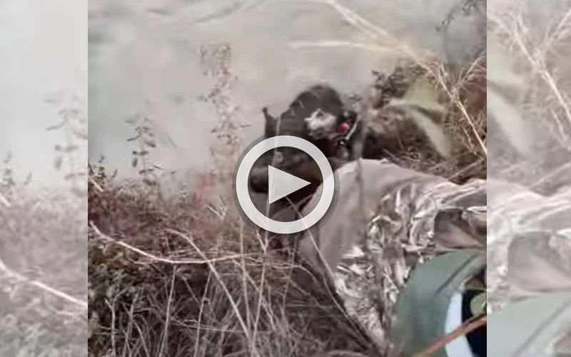 [Vidéo] Un chasseur mordu par sanglier lui même mordu par un chien