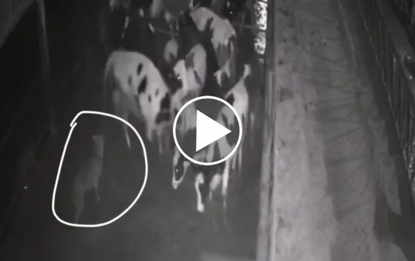 [Vidéo] Attaque de loups dans une étable