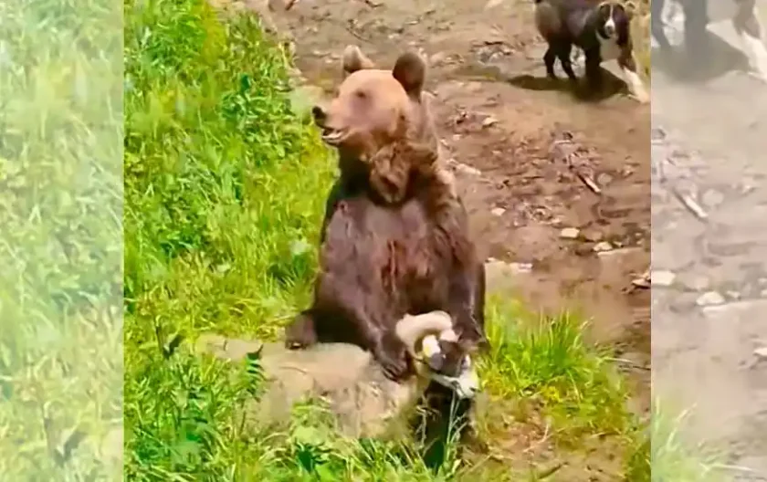 attaque ours