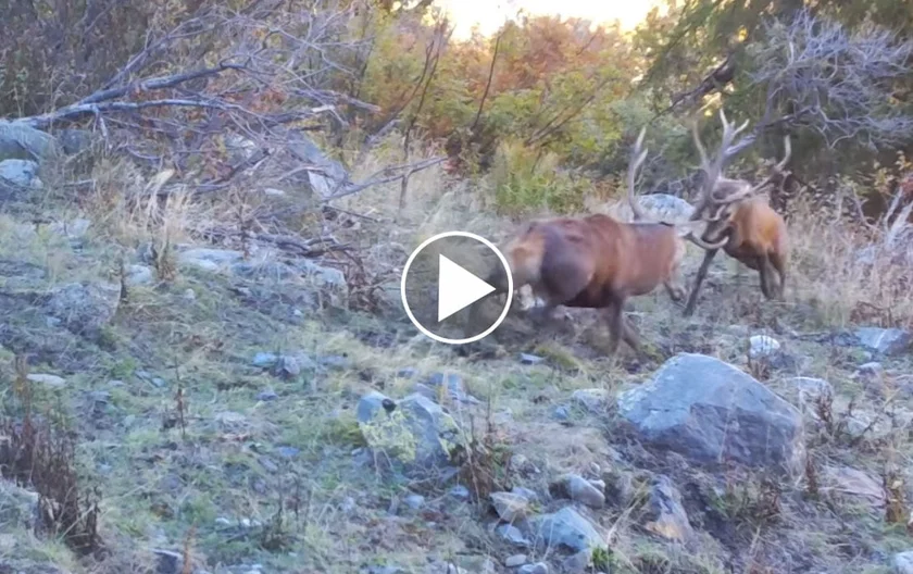 [Vidéo] Violent combat entre 2 cerfs