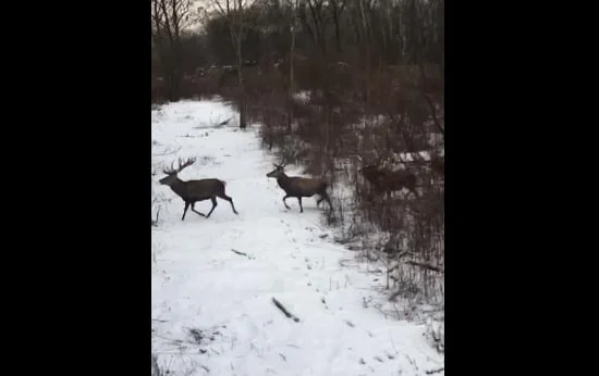 Vidéo : une magnifique harde de cerfs coiffés