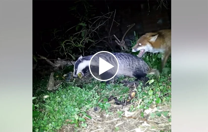 [Vidéo] Un renard et un blaireau en pleine discussion