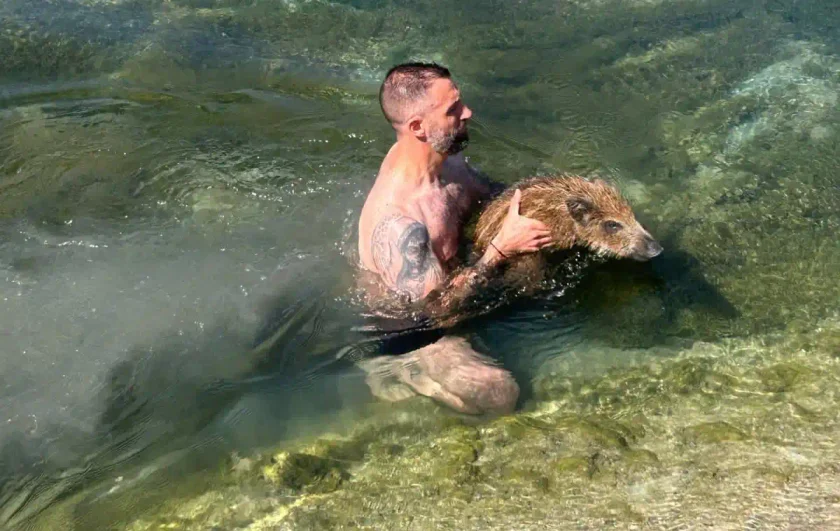 [Vidéo] Un gendarme sauve un marcassin dans un canal