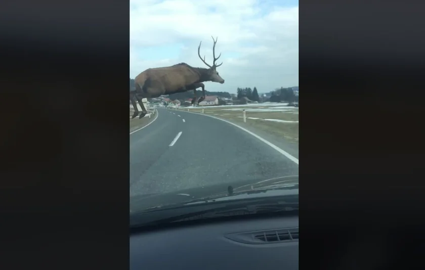Vidéo : un cerf saute par dessus une voiture