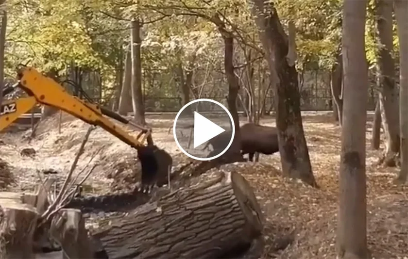 [Vidéo] Combat entre un cerf et un tractopelle