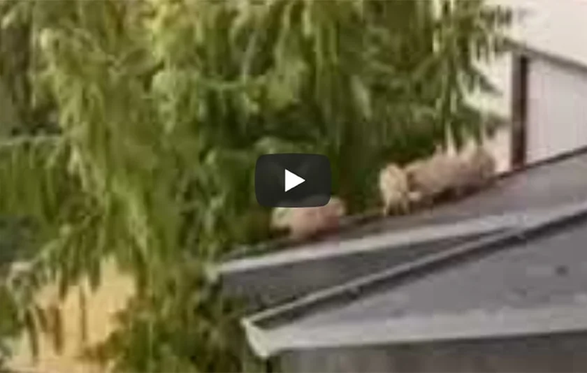[Vidéo] Des marcassins sur le toit d’une maison