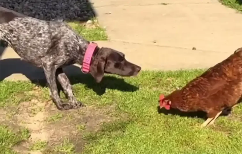 [Vidéo] Chien de chasse un jour… chien de chasse toujours !