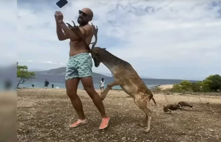 [Vidéo] Un daim charge un touriste et lui casse plusieurs côtes