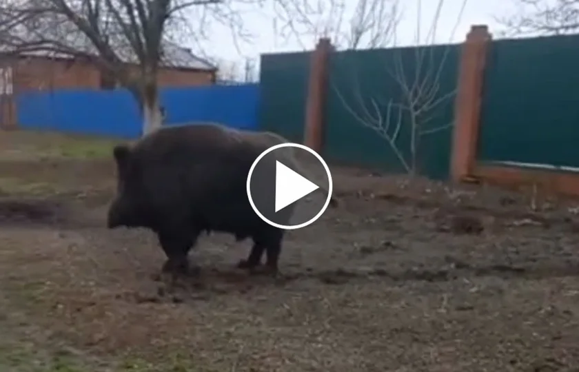 [Vidéo] Un sanglier gigantesque filmé au milieu d’une zone pavillonnaire