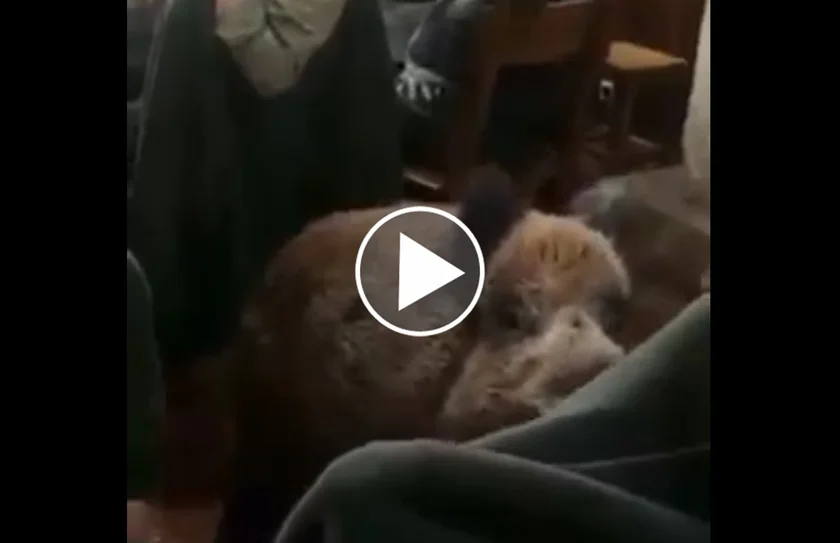 [Vidéo] Un sanglier s’invite à un repas de chasse