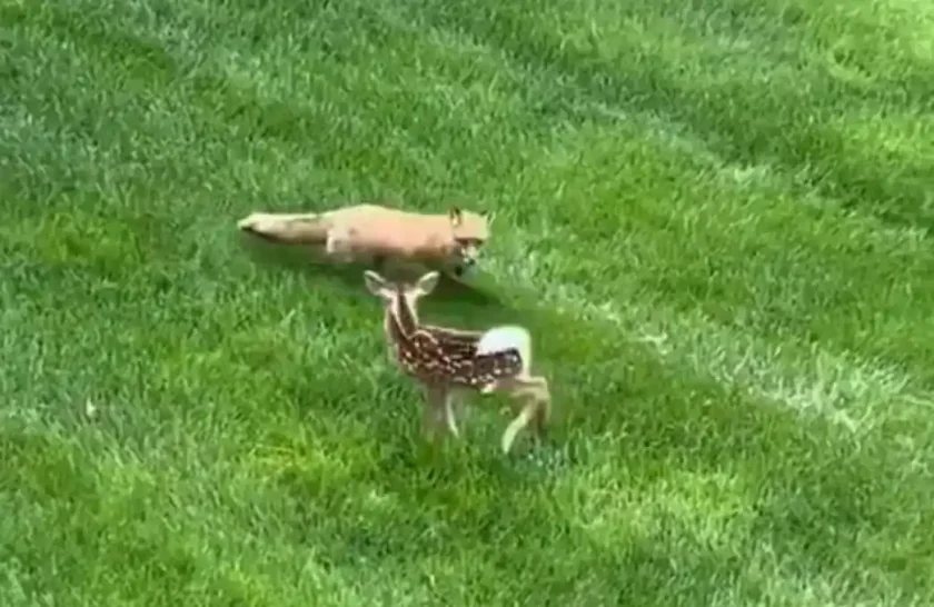 [Vidéo] Une biche défend son faon contre l’attaque d’un renard