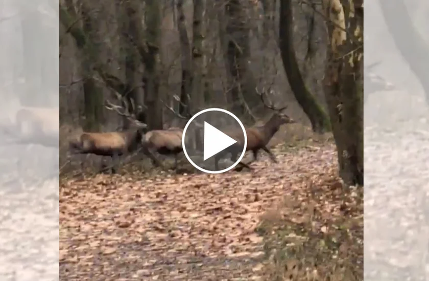 [Vidéo] 6 magnifiques cerfs se jettent à l’eau