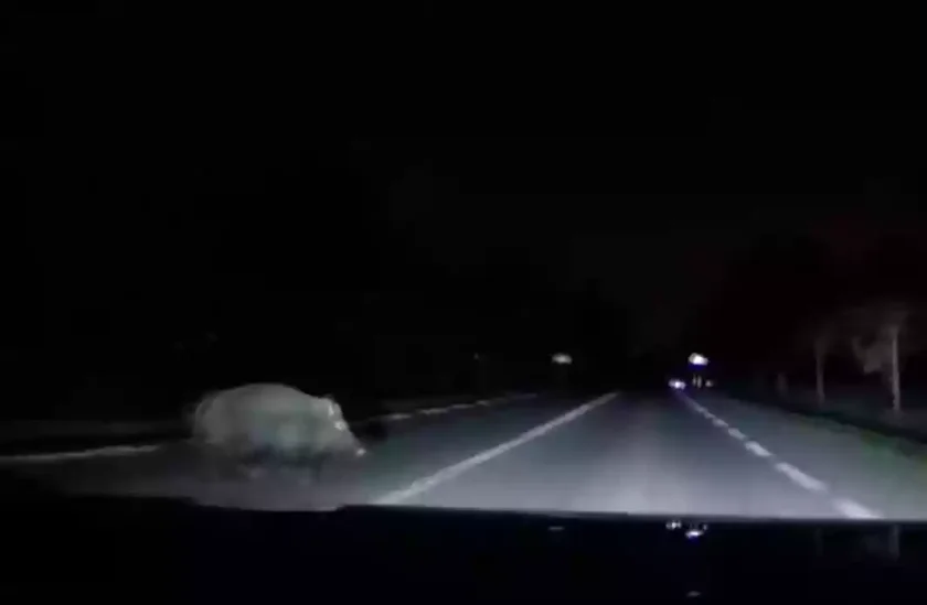 [Vidéo] Il percute un énorme sanglier en voiture (dashcam)
