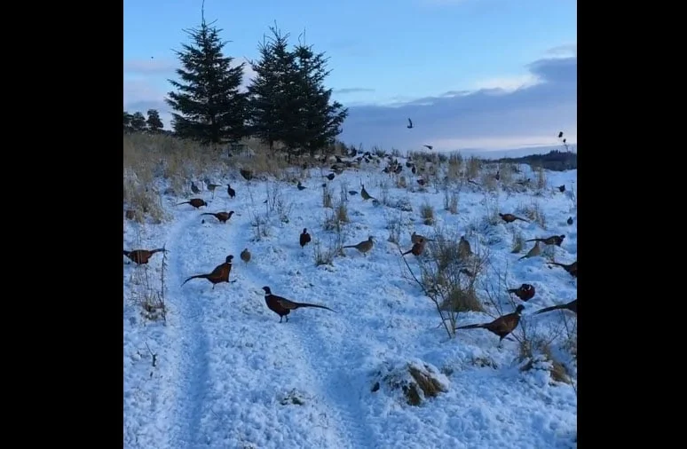 [Vidéo] Des faisans par milliers