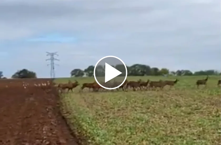 [Vidéo] Une harde de plus de 100 cervidés traverse un champ