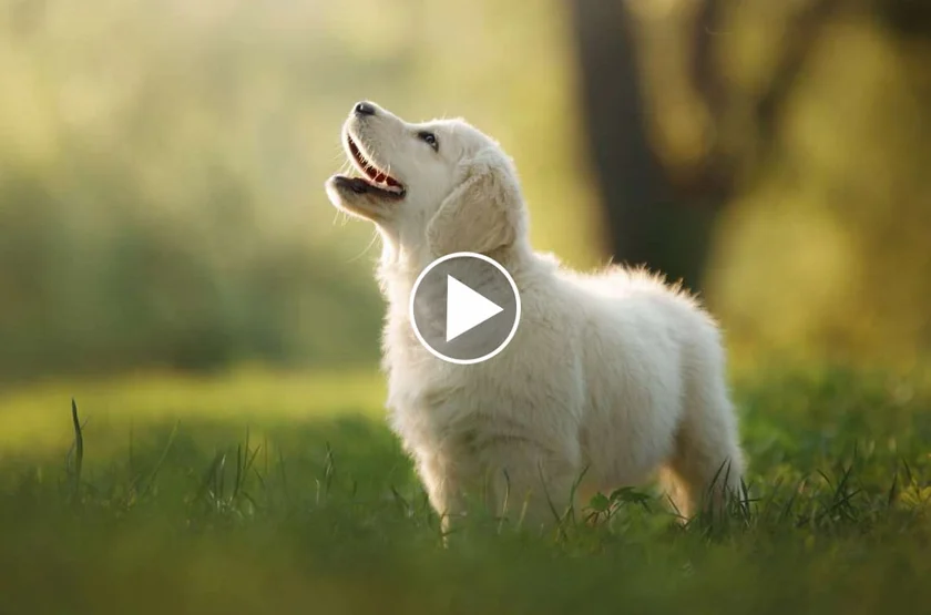 [Vidéo] Compilation de bébés golden retrievers trop mignons