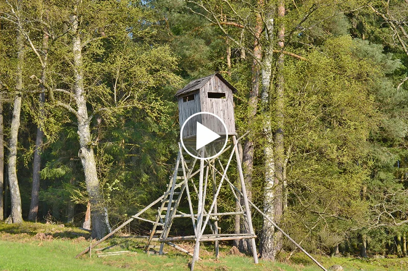 Vidéo : il abat un arbre et détruit un mirador !