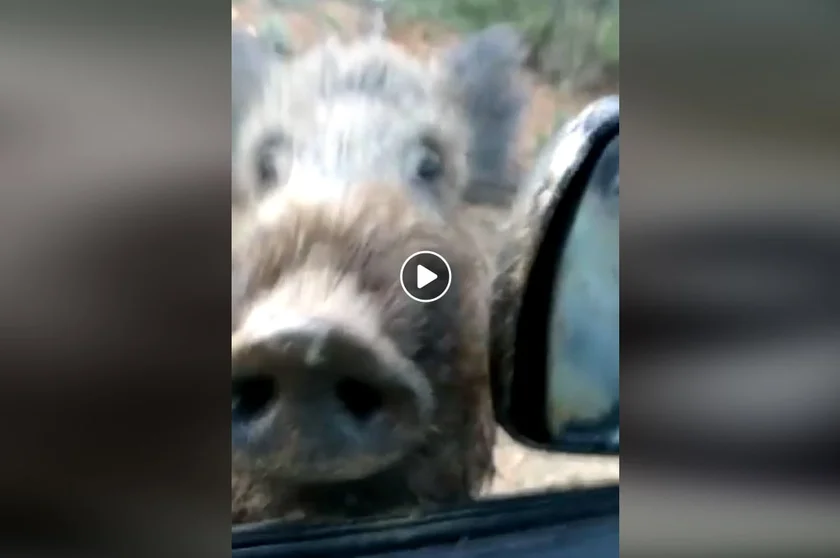 [Vidéo] Un sanglier par la fenêtre de sa voiture