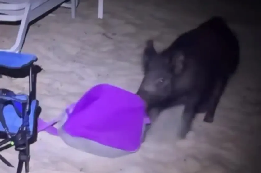 [Vidéo] Un sanglier pille la glacière d’un pêcheur
