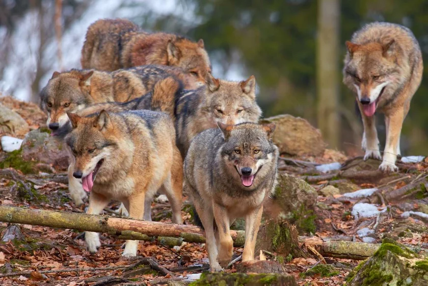 [Vidéo] Une meute de loups attaque un sanglier