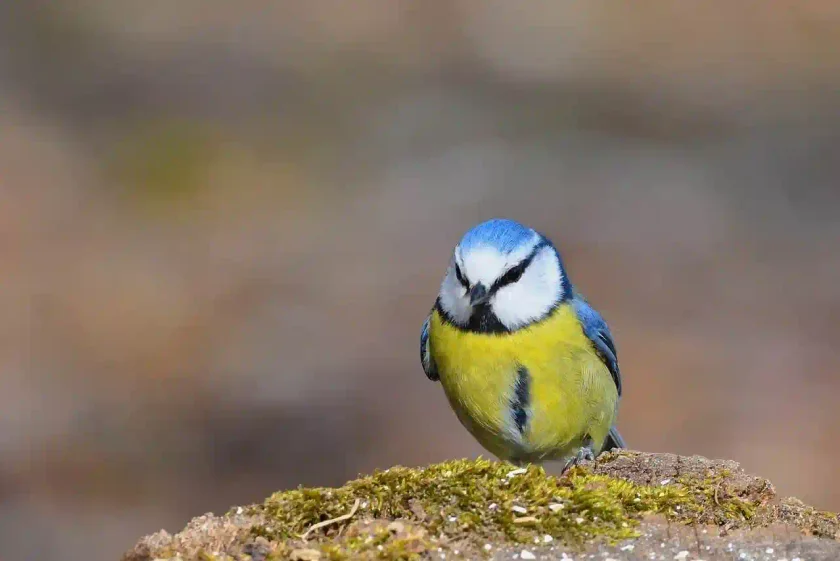 Mésange bleue