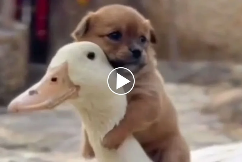 [Vidéo] Un chiot et un canard meilleurs amis du monde !