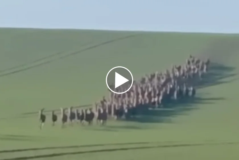 [Vidéo] Une harde de cervidés comme vous en avez peut-être jamais vu
