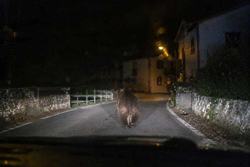 [Vidéo] Un ours filmé entrant dans un village dans les Pyrénées
