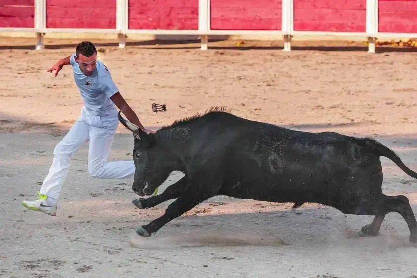Courses camarguaise