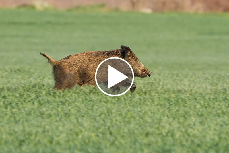 Vidéo : un sanglier blindé !