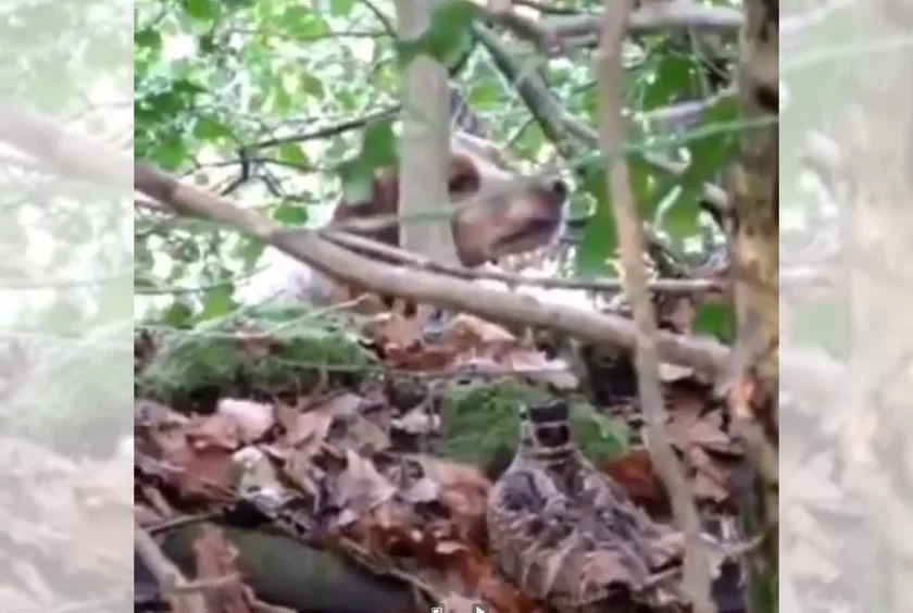 [Vidéo] Arrêt cataleptique sur une bécasse !