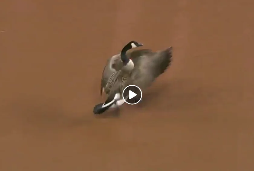 Vidéo : une bernache s’écrase dans un stade de baseball en direct aux USA