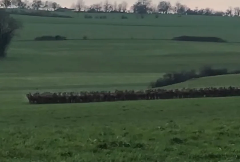 [Vidéo] Une sublime harde de cervidés filmée en France