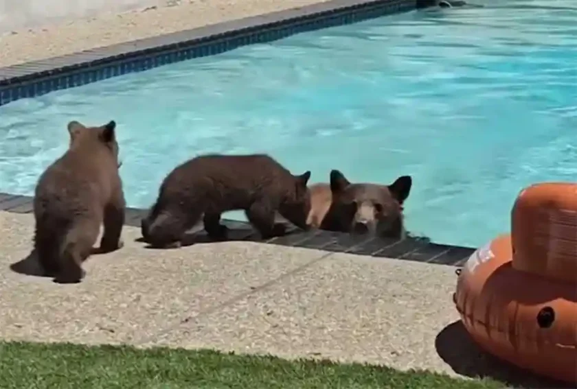 [Vidéo] Une ourse se baigne dans une piscine avec ses 2 oursons
