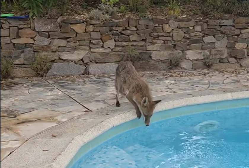 [Vidéo] Un renard assoiffé brave son courage et vient boire une piscine