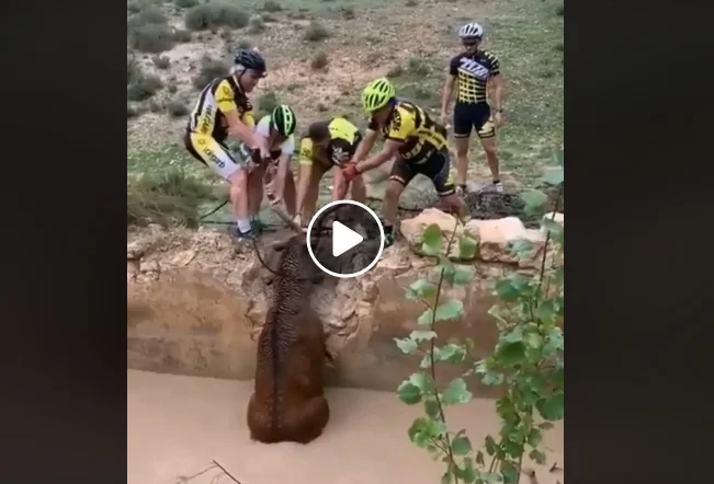 Vidéo : l’impressionnant sauvetage d’un cerf